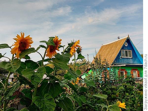 Три богатыря.