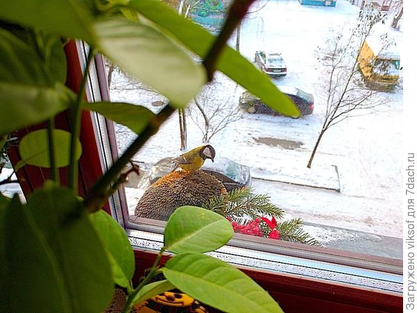 Зимой подсолнушек - лучшее угощение синичкам