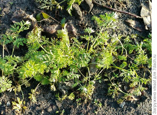 Пока не копали чуть позже попробуем...