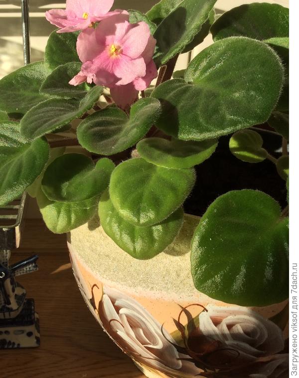 а это фиалок а, она вдруг расцвела для тебя!