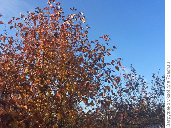 Это до стрижки, но и весной будет ещё что убрать