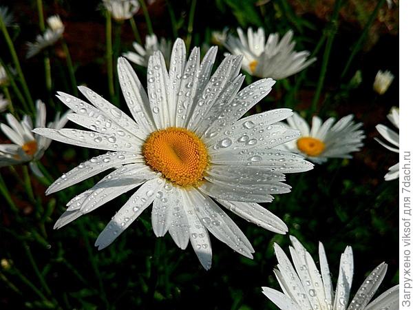 Умытая утренней росой,Альпийская астра,