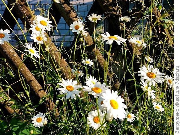 И старый забор украшают,