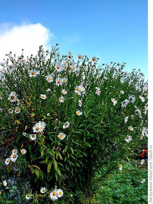 и конечно, канадская ромашка с невыговариваемым именем, а вот семена у нас в Белоруссии не вызревают, к сожалению.
