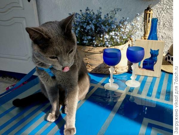 Витас не злоупотребляет...