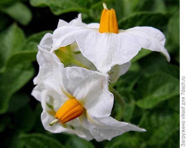 а цветёт не хуже сортовых цветочков!