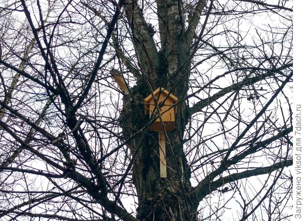 А в городе новые птичьи домики развешивают
