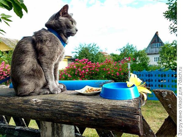 Витас передаёт и тебе , и твоим пушистикам замуррррчательным свой МУР-МЯУ привет!