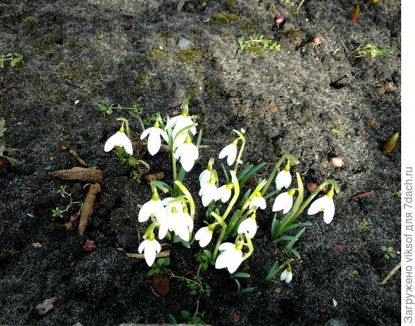 Вчерась на даче были