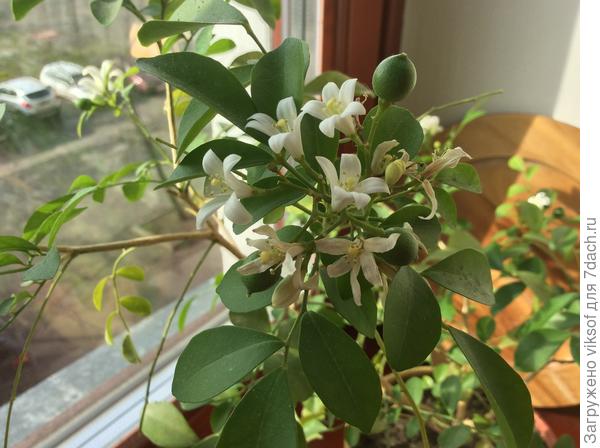 В канут твоего Дня рождения зацвела моя муррайя!