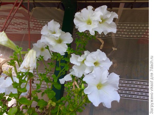 Конечно, мои петунии не такие как у Вас, но я стараюсь!