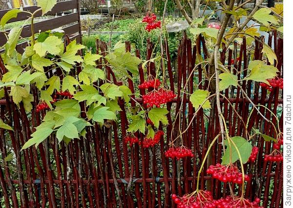 А вот моя соседка по даче таким плетнём отгородила свою грядочку, а её муж заготовочки для неё сделал...