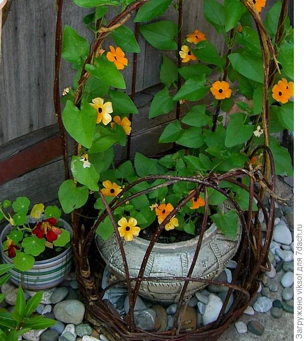 а это опора для тунбергии сама сплела.