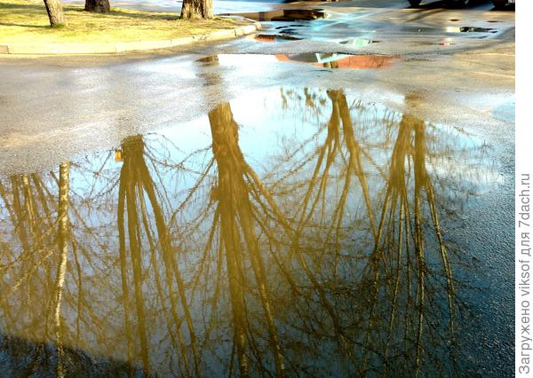 А у нас Весна! Скоро- скоро тюльпаны зацветут!