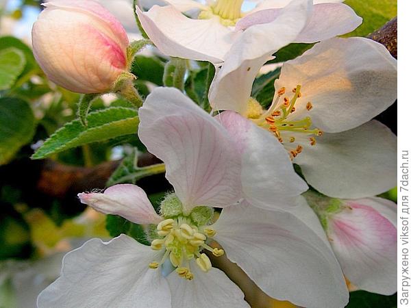 ещё чуть-чуть и придёт к нам красавица Весна!