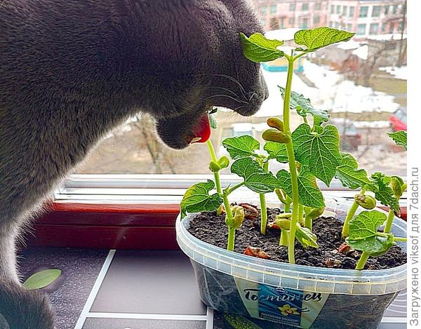 эксперт за работой, Максим, не обижай свою кошечку!