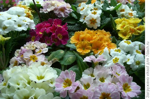 С первым Днём Весны! Всем крепкого здоровья на дооооолгие годы! Будьте счастливы!