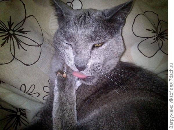 Витас ревностно относится к своим когтям...