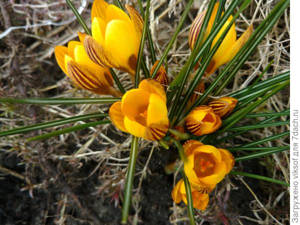 А на даче крокусы для вас цветут!