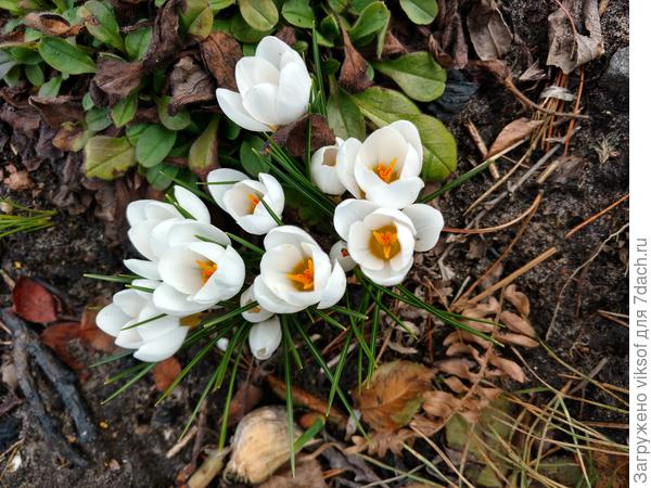 Из моего сада