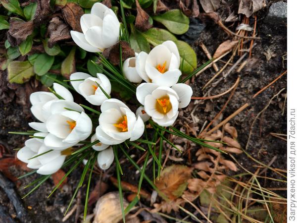 позавчера были на даче