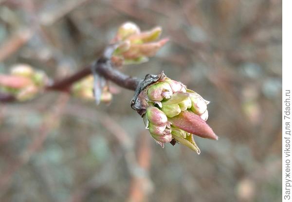 и жимолость вот вот зацветет!