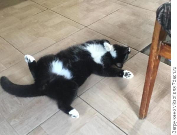 Коша слушаться не хочет, возлегает на полу...