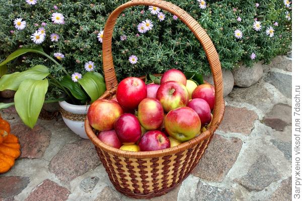 Это же не польское, которое даже червячки не едят...