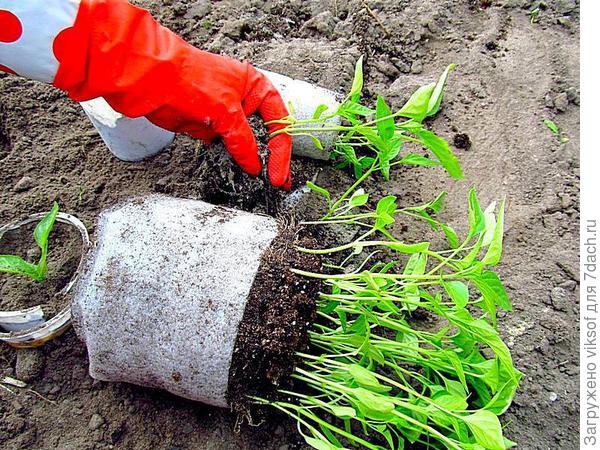 а эти уже рассаживаю в теплице на доращивание,