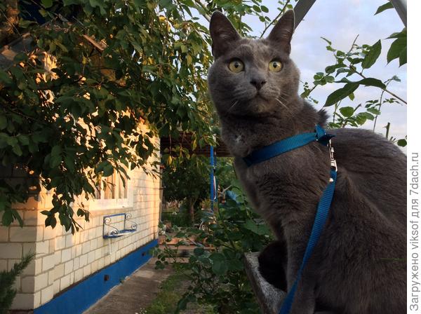 Витас приглашает Гарри Рыжего к себе в гости