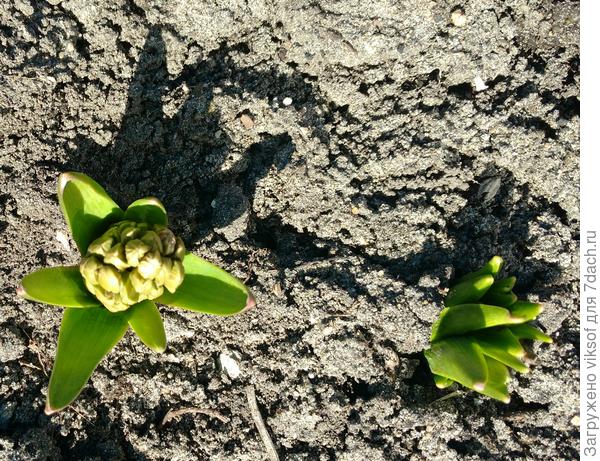 Вот-вот кулачки раскроются...