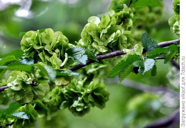 а это его цветение (фото из интернета)