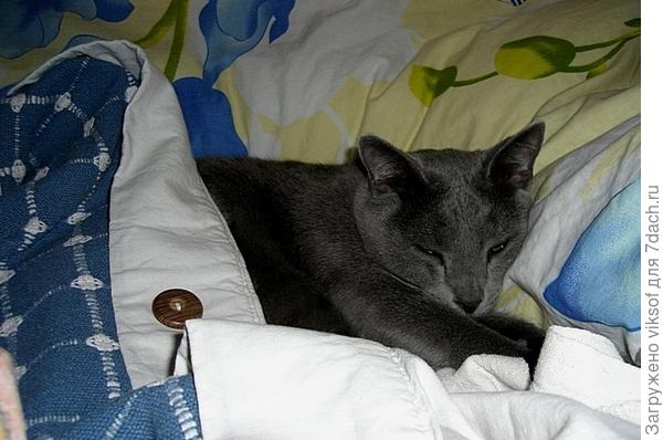 Сказку про Василия расскажи, пожалуйста...