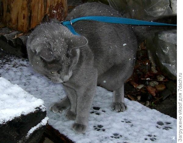 Что же это такое нападало, холодненькое, беленькое а это мои следы?