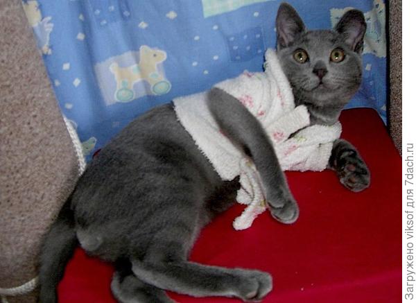 Халатик-то мал мне стал...