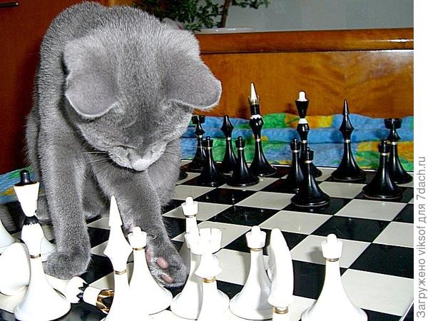 Двуногие! Вам мат!!!