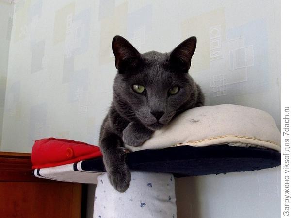 Вот сейчас двуногие уснут, тут-то я на них и прыгну...