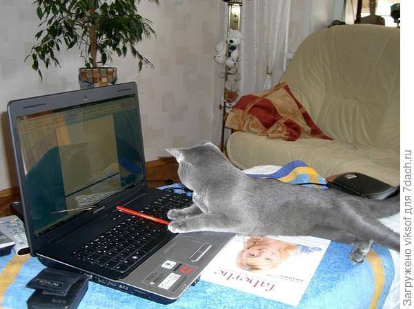 Вот освою эту грамоту и стану первым кошачьим блогером...