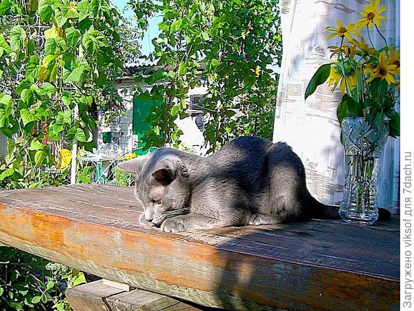 Сколько всего интересного на даче...
