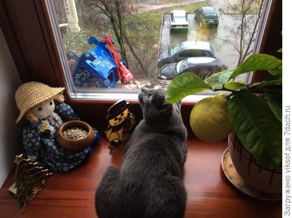 Наташенька узнает кормушку...