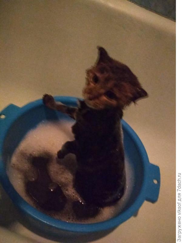 но случилась беда, кошечка обожгла все лапки, один из работников забрал её домой, вначале отмыл её,