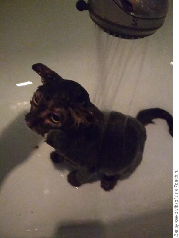 и совсем не домашняя кошечка терпеливо принимала заботу человека,