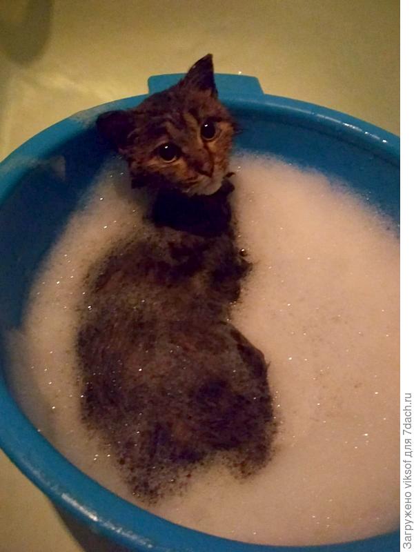 меняя несколько раз воду,