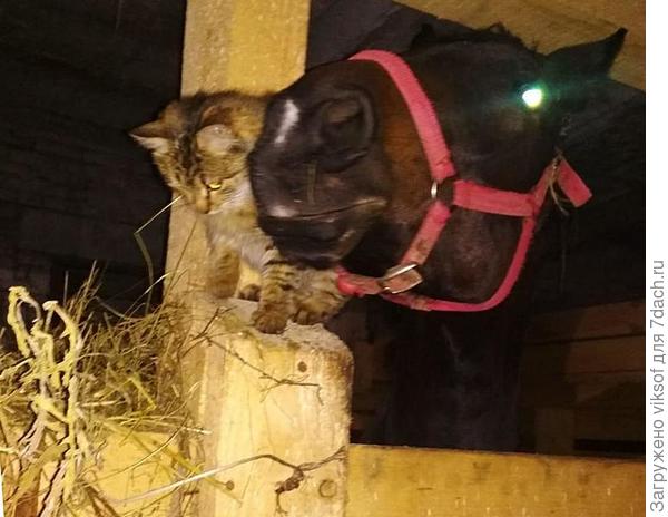 Эта кошечка осталась очень рано без мамы, её подобрали и оставили жить в усадьбе, она подружилась с лошадкой...