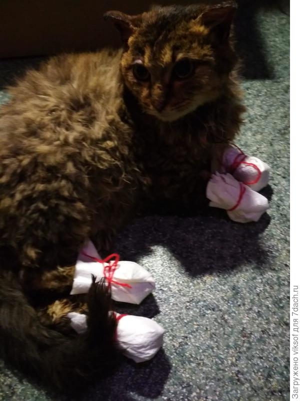 все лапки обработаны и забинтованы,