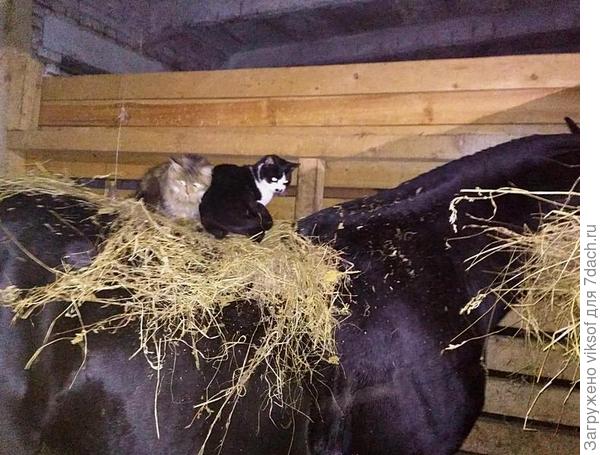 ей нравится жить в конюшне,