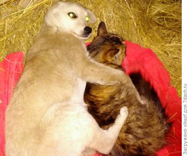 И теперь уже щенок с любовью заботился о своей подружке, вот такая история про добро людей и животных