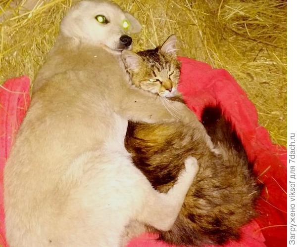 а однажды на конюшню принесли раненого щенка и кошка не отходила от него во время лечения...