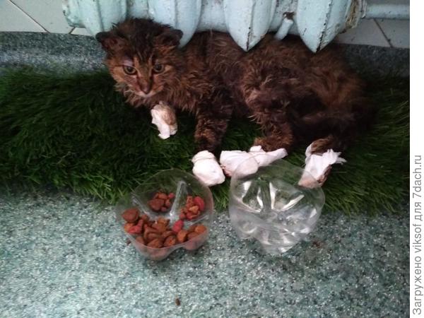 кошечка быстро шла на поправку, но жить в квартире она не хотела и вскоре, снова оказалась на конюшне...