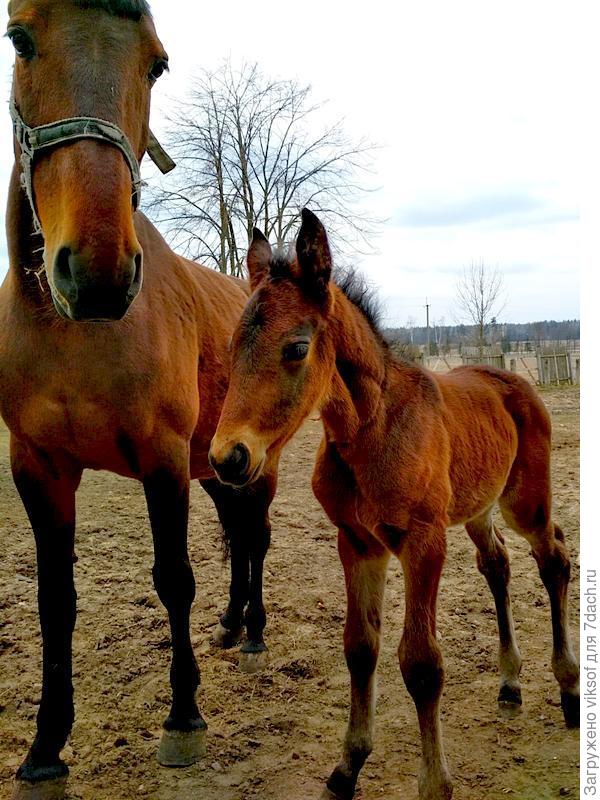 Появилась на свет добрый - чистокровная Гановерская! Здесь она двух дней от роду